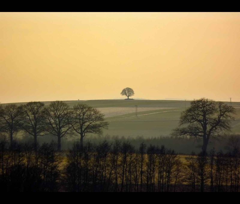 free as an oak.jpg